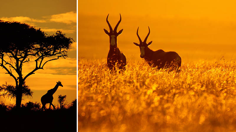 Antiloper och giraffer på savannen under en safari i Sydafrika.